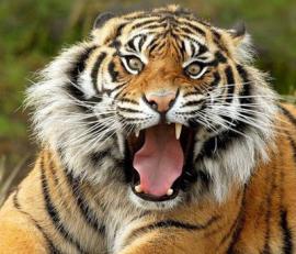 Поиски тигра, сбежавшего из зоопарка в Тбилиси, продолжаются