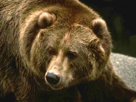 В Канаде медведь убил туриста