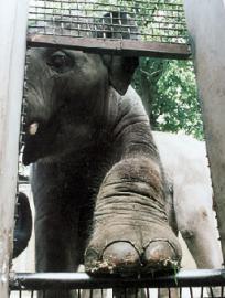 В Таиланде слон сделал селфи