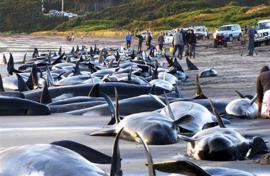 Около 40 китов погибли у берегов чили