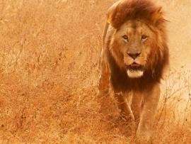 Лев убил гида в парке льва Сесила